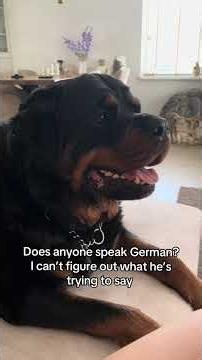 🤭🤭 #rottweiler #dogs #viral