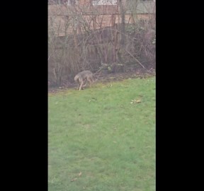 Coyote Plays With Dog Toy In Yard