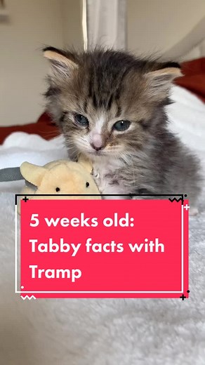 5 Weeks Old Tabby Kitten Facts with Tramp