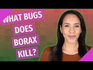 What bugs does borax kill?