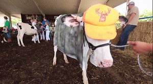 5.3K views · 70 reactions | Kids dressed up cows for a costume...