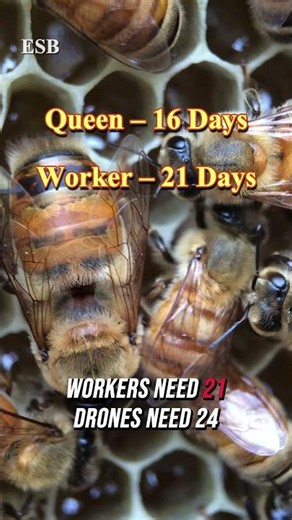 1 Egg = 3 Different Bees? | ETERNA SYSTEM | LESSON 6 #beekeeping #beekeeper #eternasystem #bee
