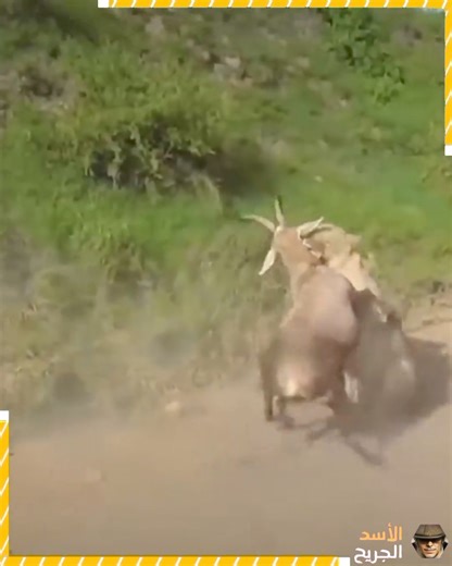 953K views · 5.6K reactions | Crazy confrontations and battles between animals #AnimalFights #WildEncounters #NatureBattles #AnimalShowdowns #WildlifeConflicts | Life’s Heartwarming Tales | Facebook