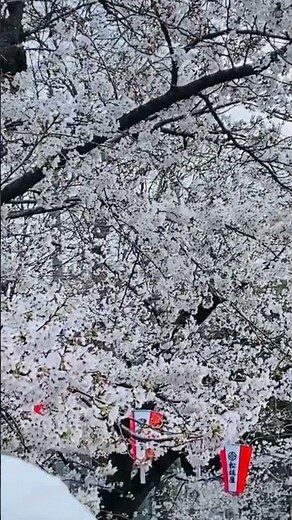 「上野公園のゴージャスな🌸サクラ」④～今年もステキな咲っぷりをアリガトウ♪ 都内最大の花見会場💛～SAKURAs in Tokyo Ueno Park