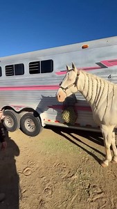 Shoutout to one of our sponsors @provision_probiotics for keeping my horses tummies feeling good all weekend! This stuff is magic!! Better nutrient absorption and keeps the gut happy and healthy! I love to keep these tubes on hand, they’re a game changer if I have one I suspect is colicy, I swear within 10 mins they start feeling good again, it’s insane! | 1D Performance Horses