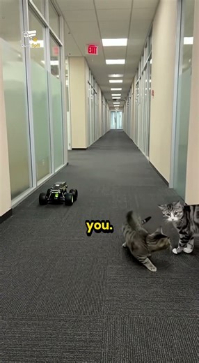 Cats Meet RC Car