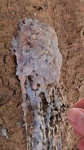 Making a Primitive Candle from natural materials-002 | Regina Fowler