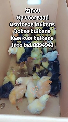 Reyta Ramkhelawan on Reels