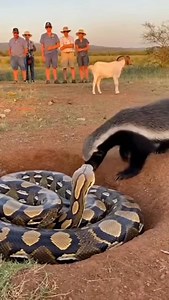 2.6K views · 57 reactions | Python vs Honey badger #wildlife #animals | Lalit Kumar | Facebook