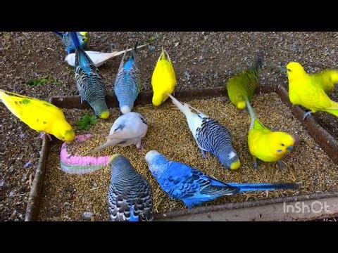 Beautiful Australian Parrots Parakeets video