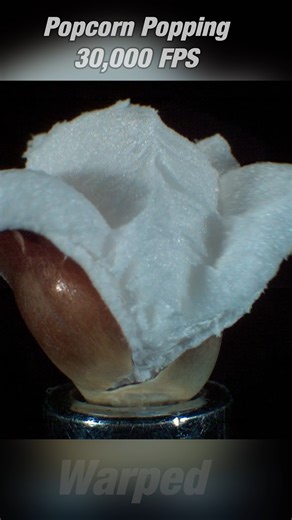 Popping Popcorn at 30,000 FPS Slow Motion. I pop a popcorn kernel at 30,000 Frames Per Second in Slow Motion, you can see the popcorn transform right in front of your eyes at a speed that you can understand. tell me what you think in the comments below. #slowmo #popcorn #30000fps #highspeedcamera #satisfyingvideos #Warped #science #slowmotion #popcornpopper #mindblown #fps #Visual | Warped