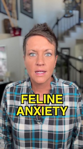 Cat Tip of the Day: Is your cat stressed? #cattips101 #cats #catstress #catsoftiktok