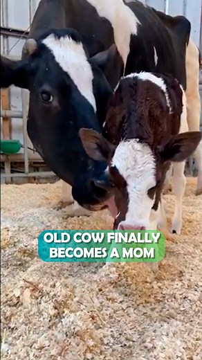 Cow had her babies taken, now she's finally a mom 🥹 #cow #farmanimals #cuddlebuddies | Cuddle Buddies