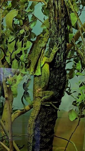 Lizards make use of a variety of antipredator adaptations, including camouflage #Lizard #wildlife