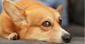 How Long Does It Take A Dog To Recover From A Torn ACL?