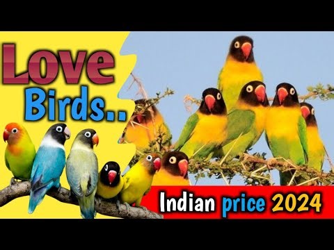 Love bird price in India 2024 🐦🐦❤️❤️