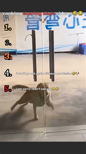 Funny Dog Scare Reactions 😂 | Best Dog Jump Scare Moments