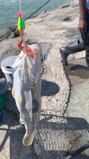 1.2K views · 176 reactions | #Kingfish on BloodWorms hot and heavy in...