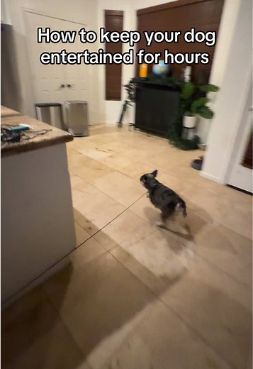 Dog Fun: Keep Your Dog Entertained for Hours!