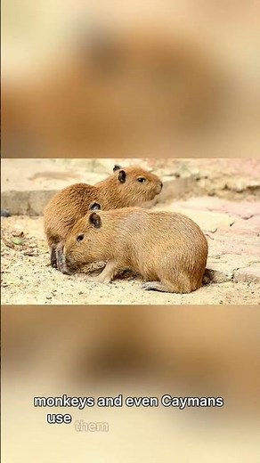 5 More Amazing Facts About Capybaras 🐹 | Quick 5 Facts Part 2