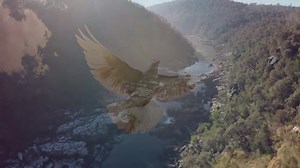 Snowy White - Bird of Paradise _ HD video