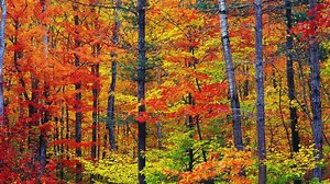 Vivaldi-El Otoño-Las cuatro estaciones-Salzburger Kammerorchester