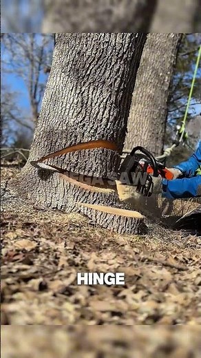 The Satisfying Art of Controlled Tree Felling with a Chainsaw