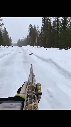 the perfect shot fox hunting #hunting