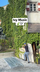 Ivy music. 🌿🎹 Ivy grows slowly and persistently, climbing stone walls and riverbanks as it spreads its roots and leaves outward. It stays green through changing seasons, quietly adapting to the city around it. We found this ivy growing along a street in Innsbruck, Austria and connected it to PlantWave, letting its electrical activity play a piano soundset in real time. You’ll hear gentle piano notes drifting and repeating as the ivy responds to light, air, and movement along the wall. A living