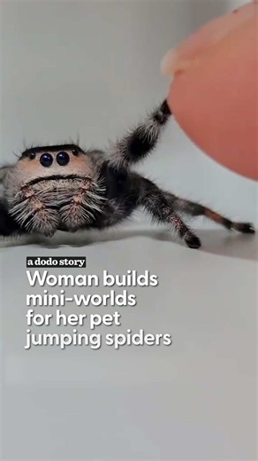 Violet always knew exactly whose hand to crawl back to 🥹❤️ Dodo editor @brielle_thedodo shares how @Araceli rescued a tiny jumping spider named Violet from a local car wash and ended up seeing spiders completely differently. As their bond grew, Claudia created an entire miniature world for Violet, who always seemed to know exactly how to find her way back to Claudia’s hand. Made in loving memory of Violet the jumping spider. Hosted by Brielle Produced by Evan
