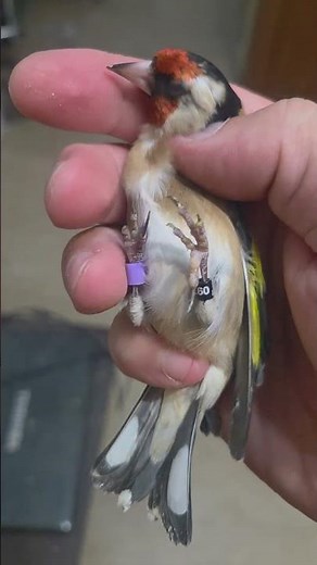 Καρδερίνες εκτροφής 30 έκαστο