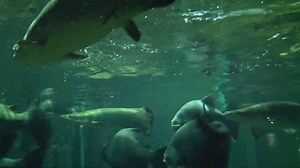 8.4K views · 23 reactions | Arapaima fish are notorious for jumping, so Alasdair at the ZSL London Zoo aquarium uses a special technique to feed them using a home made device. © ZSL - Zoological Society of London | For The Love of Fish | Facebook