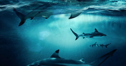 Pourquoi le requin n’est-il pas un mammifère ?