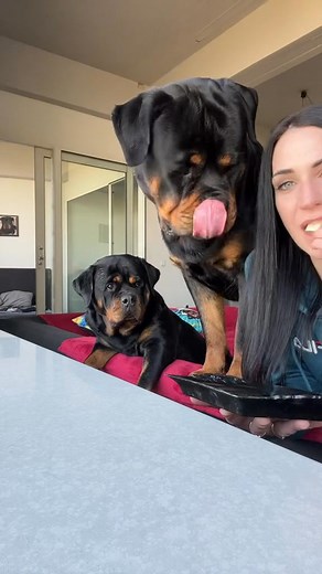 he licks his lips 🤣 #dogsofttiktok #rottweiler #dogsofinstagram #lips #lick #dog #cheese #dogstagram #dogs | Gangrottied