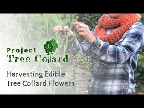How To Harvest and Prepare Tree Collard Flowers