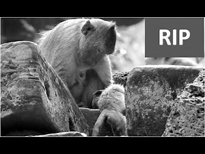 Rip | poor baby Jayden died very fast cos of Bad mom Jade torture & less care