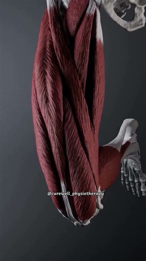 Anteromedial Thigh Muscles Anatomy | 3D Animation Explained #shorts