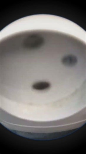 #99nightinthefor #ответвопрос #99nights #юмор #подпишись #смех #funny #прикол #wowgeography #мем