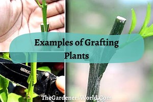 Grafting Plants: Examples And Guide To Get You Started - The Gardeners World