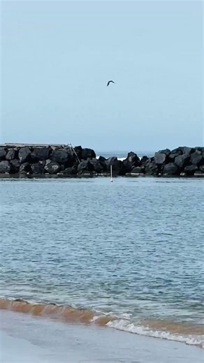 ASMR Oahu Pokai Bay Aku Bird Pt. 2. Flying over the canoe paddlers