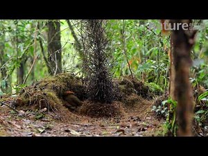 Macgregor's bowerbird at his bower in a rainforest, Papua New Guinea