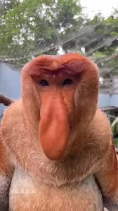 Wild Adventures in हिंदी on Reels