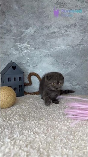 Meet Ulia: The Sweet Scottish Fold, Black Smoke 😻🖤 #ScottishFold