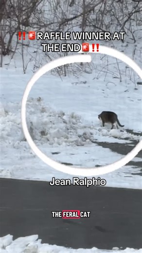 Cam on Instagram: "Thank you so much to everyone who entered and donated to the raffle!! 🫶🏻🐾🫧🌸💞🥹Your generosity truly means more than I can put into words. The support, kindness, and belief and love you’ve shown Jean Ralphio is so overwhelming and I am beyond grateful for all of you!! Love you. Trying to trap his big butt as we speak. Only thing now is to get ur nephew to the vet &inside. 🫶🏻🫧🥰🥹🐈‍⬛🐾✨🫶🏻🌸💞🐾🫶🏻🫧🥺🥰🫧🫧🫧🫧🫧🫧🫧🫧🫧🫧 (If we went over what we needed for vet bil