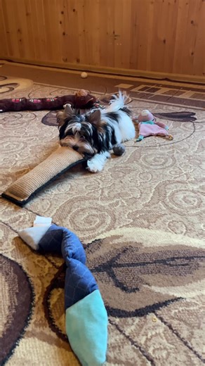 Adorable 4-Month-Old Biewer Terrier Puppy for Sale