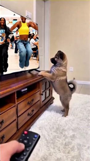 Funny Dog watching TV | Funny shorts