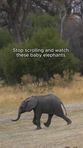Baby elephants grow faster than you think! Did you know that after being born, they can stand after just twenty minutes, and walk in less than an hour? Elephant cubs drink nearly ten litres of milk every single day, making them very dependent and vulnerable in their first months of life. And just like human babies, elephant calves suck their trunks for comfort. It makes them feel safe, calm and connected to their mothers. Follow us for more facts that bring you closer to nature. #elephants #anim