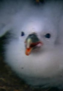 How Do Animals Do That? S01:E03 - Birds and Sea Creatures