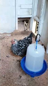 Chicken Red Light Warning!! Heat lamp and hens don't mix...