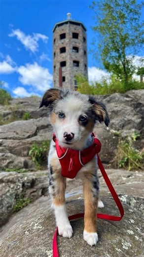 2K reactions · 89 shares | Meet Juni – Duluth’s First Canine...